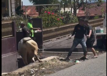 Video: Detik-Detik Sapi Kurban Mengamuk dan Masuk Parit di Agam