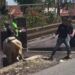 Video: Detik-Detik Sapi Kurban Mengamuk dan Masuk Parit di Agam
