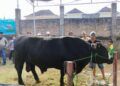 Kisah Si Bruno, Sapi 1,27 Ton Asal Agam Terpilih Jadi Hewan Kurban Prabowo