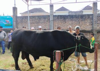 Kisah Si Bruno, Sapi 1,27 Ton Asal Agam Terpilih Jadi Hewan Kurban Prabowo