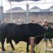 Kisah Si Bruno, Sapi 1,27 Ton Asal Agam Terpilih Jadi Hewan Kurban Prabowo