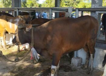 Hewan Kurban di Dharmasraya Capai 1.338 Ekor pada Idul Adha 1447 Hijriah