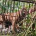 Harimau Masuk Permukiman Warga, Walhi Kritik Keras BKSDA Sumbar