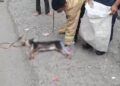 Anjing Diduga Rabies Masuk Toko dan Minimarket di Padang Pariaman, Warga Panik