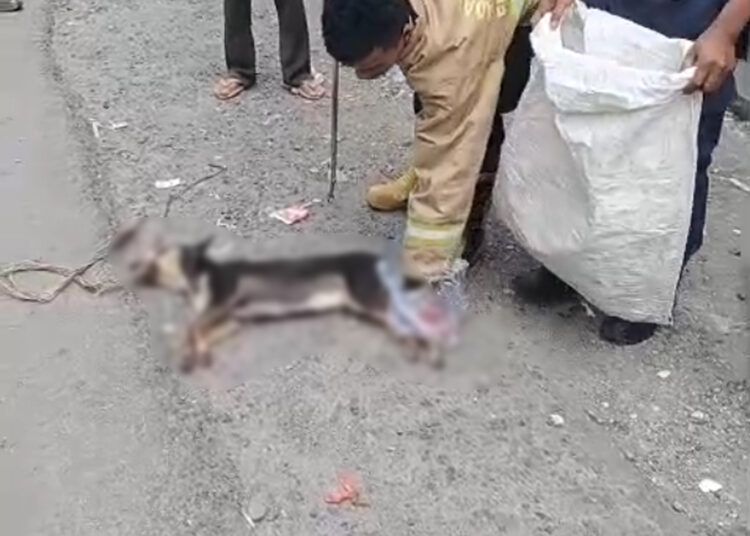 Damkar evakuasi seekor anjing yang diduga terjangkit rabies masuk ke sejumlah pertokoan dan minimarket di kawasan Pasar Sungai Geringging, Kabupaten Padang Pariaman, Rabu (3/6/2026) siang.
