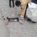 Anjing Diduga Rabies Masuk Toko dan Minimarket di Padang Pariaman, Warga Panik