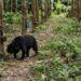 Sadap Karet di Kebun, Tiga Warga Tanah Datar Dikejar Beruang Madu