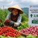 NTP Sumbar Naik 3,93 Persen pada Mei 2026, Daya Beli Petani Menguat
