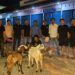 Hendak Jual 4 Kambing Curian di Padang, Dua Pria dari Sawahlunto Ditangkap