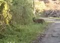 Video: Penampakan Harimau di Tepi Jalan di Agam Terekam Kamera Warga