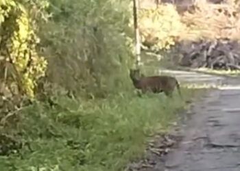 Video: Penampakan Harimau di Tepi Jalan di Agam Terekam Kamera Warga
