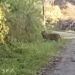 Video: Penampakan Harimau di Tepi Jalan di Agam Terekam Kamera Warga