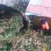Pohon Besar Timpa Rumah Warga di Padang Saat Angin Kencang