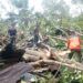 Rumah Warga di Padang Rusak Berat Setelah Ditimpa Pohon Besar