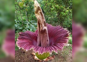 Bunga Bangkai Setinggi 2,6 Meter Mekar di Agam, Tumbuh Liar di Kebun Warga