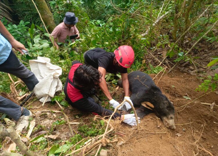 Seekor beruang madu betina terjerat tali nilon yang digunakan untuk menjerat babi di kawasan Jorong Kuamang, Nagari Panti Timur, Kecamatan Panti, Kabupaten Pasaman, Sumatera Barat, pada Jumat (19/6/2026) pagi.