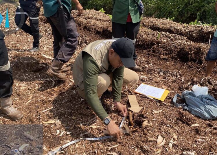 Balai Besar Konservasi Sumber Daya Alam (BBKSDA) Riau melakukan penyelidikan di lokasi bocah diterkam harimau di kawasan areal Perizinan Berusaha Pemanfaatan Hutan Hutan Tanaman Industri (PBPH-HTI), Kecamatan Pelalawan, Riau. Foto: IST