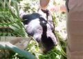 Beruang Madu Terjerat Tali Nilon di Pasaman, Begini Kondisinya