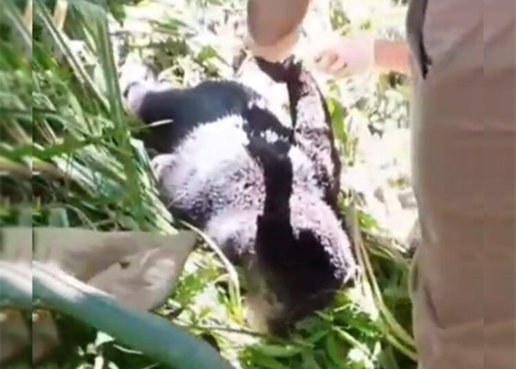 Seekor anak beruang madu terjerat tali nilon di kawasan kebun karet dan sawit di Jorong Sungai Pandahan, Nagari Sundata Selatan, Kecamatan Lubuk Sikaping, Kabupaten Pasaman, Sumatera Barat, Sabtu (11/7/2026).