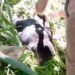 Beruang Madu Terjerat Tali Nilon di Pasaman, Begini Kondisinya