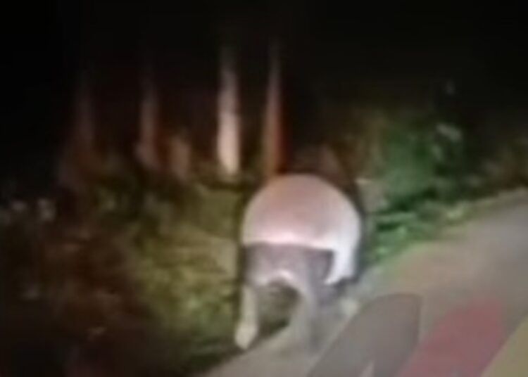 Viral sebuah video bernarasikan seekor tapir muncul di kawasan Nagari Barung-Barung Belantai, Kecamatan Koto XI Tarusan, Kabupaten Pesisir Selatan, Sumatera Barat. Foto: Tangkapan layar media sosial