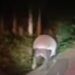 Viral! Seekor Tapir Dikabarkan Muncul di Pesisir Selatan