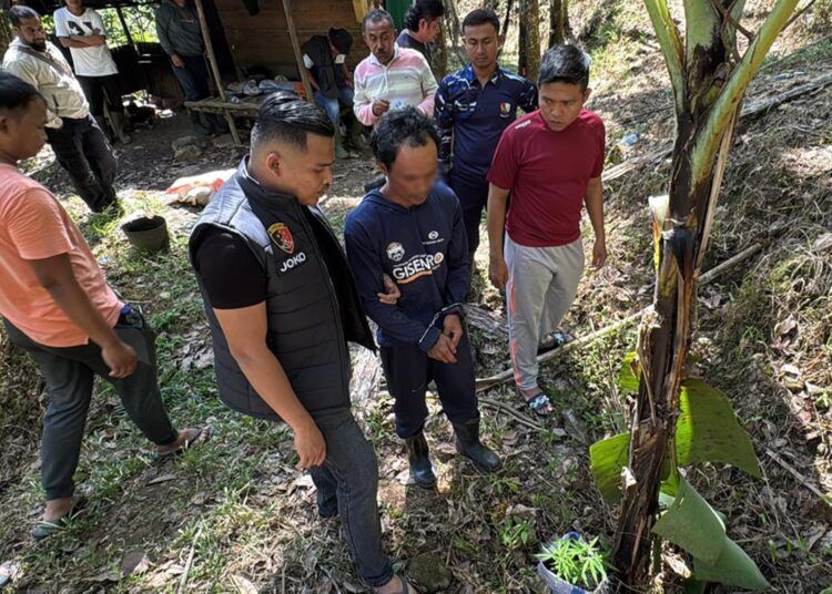 Polisi menangkap dua pria beradik kakak di Kecamatan Palembayan, Agam, Sumatera Barat (Sumbar), pada Selasa (14/7/2026) karena menanam dan mengisap ganja. Foto: Polres Agam