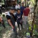 Tanam Sembilan Batang Ganja, Pria di Agam Ditangkap, Adiknya Ikut Diringkus