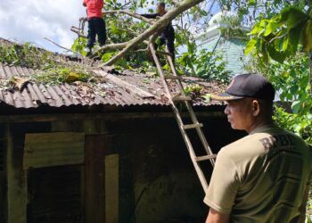 Akibat Angin Kencang, Pohon Besar Timpa Rumah di Padang