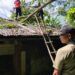 Akibat Angin Kencang, Pohon Besar Timpa Rumah di Padang