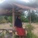 Harapan Yurnalis Pupus, Sawah yang Baru Direhabilitasi Kembali Rusak Diterjang Banjir
