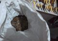 Perdagangan Satwa Dilindungi di Padang Terbongkar, 10 Kg Sisik Trenggiling dan 16 Paruh Rangkong Disita