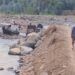 Batu Pelindung Tanggul Sungai di Padang Diambil, Warga Khawatirkan Dampak Bencana