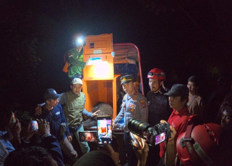 Tim gabungan BKSDA dan polsek mengevakuasi beruang madu yang terkena jerat babi di kebun sawit warga di Koto Baru, Jorong Pembangunan, Nagari Cubadak Barat, Kecamatan Duo Koto, Pasaman, Sumatera Barat (Sumbar), pada Sabtu (8/8/2026). Foto: BKSDA Resort Pasaman