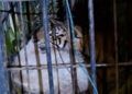 Video: Seekor Harimau Masuk Perangkap di Agam