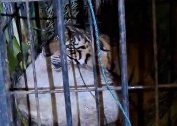Video: Seekor Harimau Masuk Perangkap di Agam
