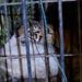 Video: Seekor Harimau Masuk Perangkap di Agam