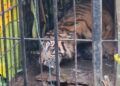Harimau Sumatra Masuk Kandang Jebak di Agam Usai Mangsa Kambing Warga