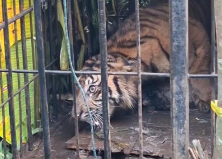 Seekor harimau Sumatra betina remaja masuk kandang jebak milik Balai Konservasi Sumber Daya Alam (BKSDA) Sumatera Barat (Sumbar) di Kampuang Tengek, Jorong Palimbatan, Nagari Pasia Laweh, Kecamatan Palupuh, Kabupaten Agam, pada Selasa (11/8/2026) sekitar pukul 19.35 WIB. Foto: Tangkapan layar media sosial