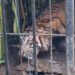 Harimau Sumatra Masuk Kandang Jebak di Agam Usai Mangsa Kambing Warga