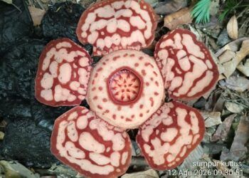 Bunga Rafflesia Hasseltii Mekar Sempurna Ditemukan di Objek Wisata Sijunjung