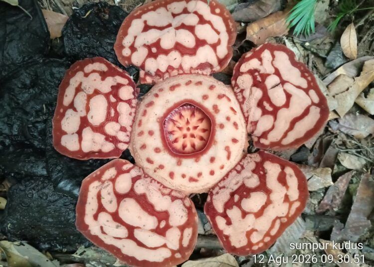 Bunga Rafflesia hasseltii ditemukan di kawasan objek wisata Lubuak Pandakian, Nagari Sumpur Kudus, Kecamatan Sumpur Kudus, Kabupaten Sijunjung, Sumatera Barat, Rabu (12/8/2026).