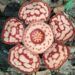Bunga Rafflesia Hasseltii Mekar Sempurna Ditemukan di Objek Wisata Sijunjung