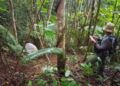 Tapir Usia Tiga Tahun Terjerat Perangkap Babi di Pasaman