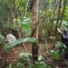 Tapir Usia Tiga Tahun Terjerat Perangkap Babi di Pasaman