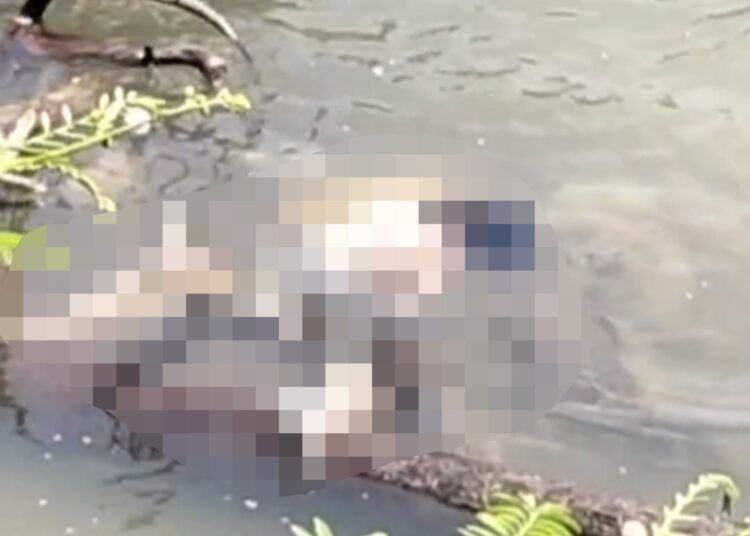 Sesosok mayat perempuan ditemukan dalam kondisi terapung di sekitar Dusun Rimbo Sitapuang, Desa Rambai, Kecamatan Pariaman Selatan, Kota Pariaman, Sumatera Barat (Sumbar), pada Senin (17/8/2026) sekitar pukul 12.00 WIB.