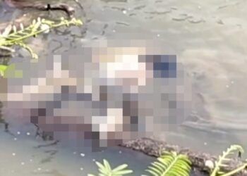 Mayat Perempuan Membusuk Ditemukan Terapung di Pariaman