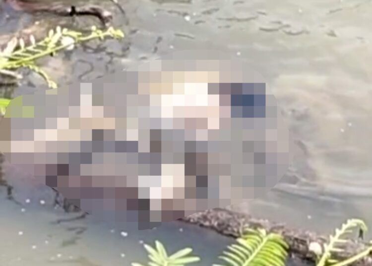 Sesosok mayat perempuan ditemukan dalam kondisi terapung di sekitar Dusun Rimbo Sitapuang, Desa Rambai, Kecamatan Pariaman Selatan, Kota Pariaman, Sumatera Barat (Sumbar), pada Senin (17/8/2026) sekitar pukul 12.00 WIB.