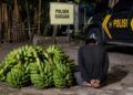 Pria di Lima Puluh Kota Nyaris Diamuk Massa Usai Ketahuan Ambil 5 Tandan Pisang