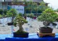 Wako Padang Buka Pameran Bursa dan Jemur Bonsai, 204 Tanaman Dipamerkan hingga 24 Agustus 2026